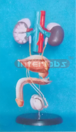 MALE UROGENITAL SYSTEM ON STAND WITH ADRENAL GLAND